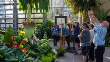 A close look at the Corpse Flower that bloomed in the San Diego Botanic Garden, June 28 2024.