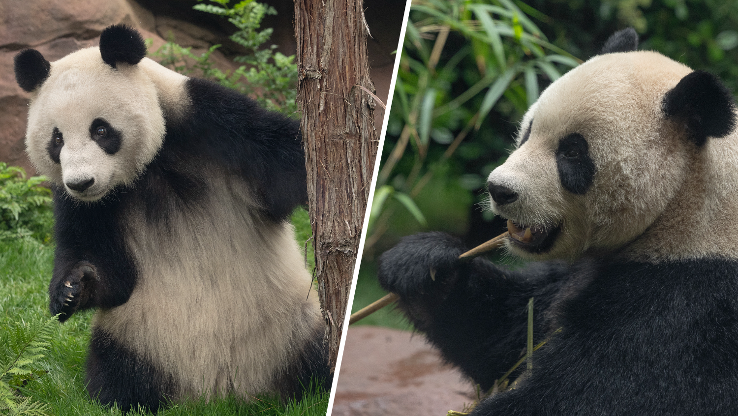 Giant pandas at San Diego Zoo make public debut β NBC 7 San Diego