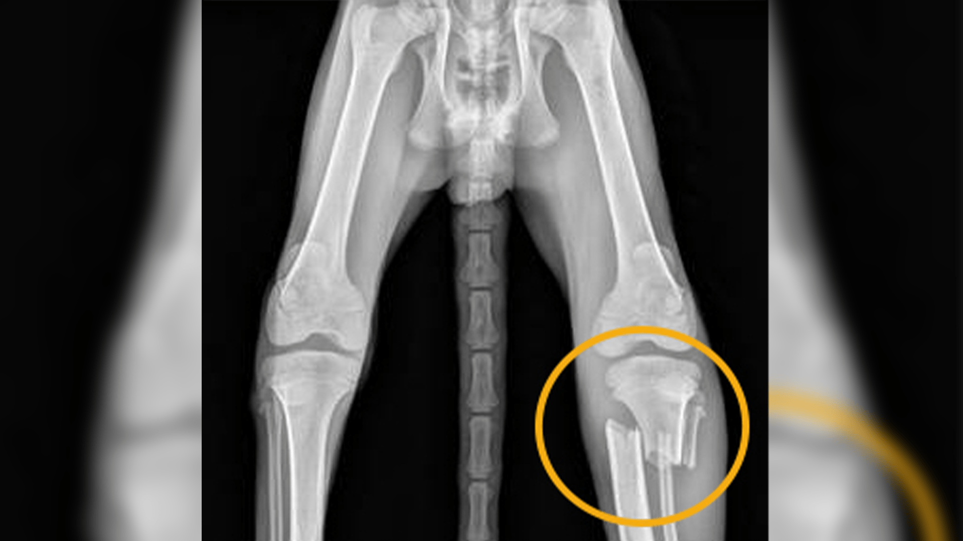 An x-ray shows a young mountain lion's fractured hind leg, June 26 2024.
