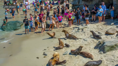 City of San Diego urges public to keep distance from seals and sea lions in La Jolla
