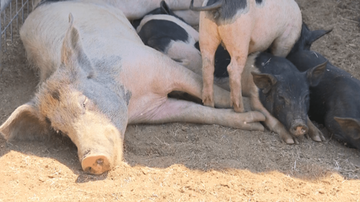 These little piggies went to … Chula Vista? San Diego Animal Control
