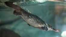 Mackenzie the platypus swims at Platypus Rescue HQ in Dubbo, Australia. (San Diego Zoo Wildlife Alliance)