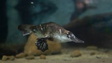 Mackenzie the platypus on exhibit at the Platypus Rescue HQ in Dubbo, Australia. (San Diego Zoo Wildlife Alliance)