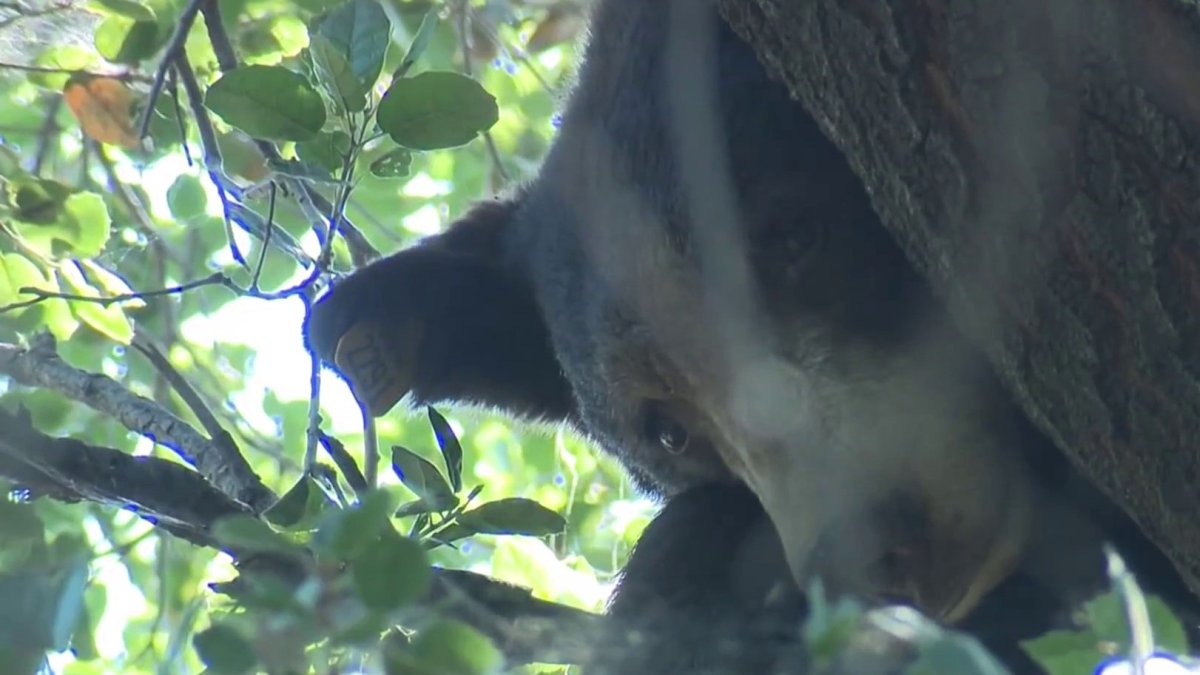 Chatsworth bear turns up in Sylmar tree NBC 7 San Diego