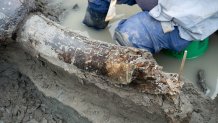 Portions of the mastodon tusk have degraded and eroded away.