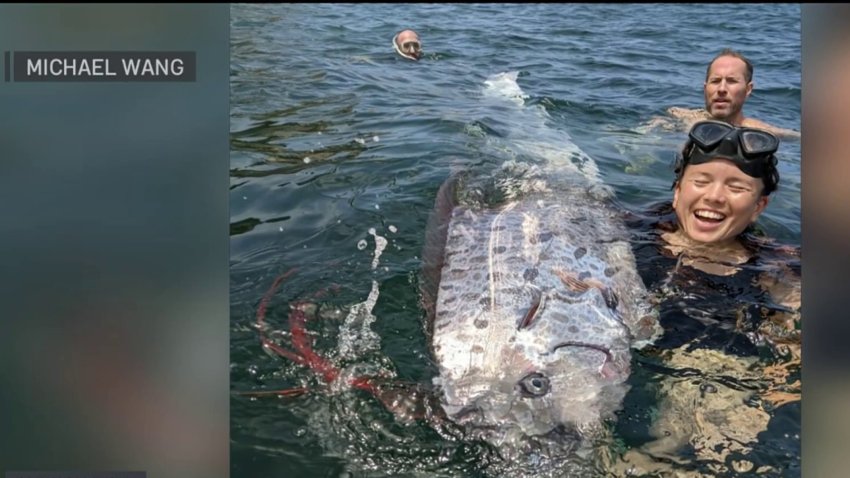 ‘Sea serpent' surprises snorkelers in La Jolla Cove
