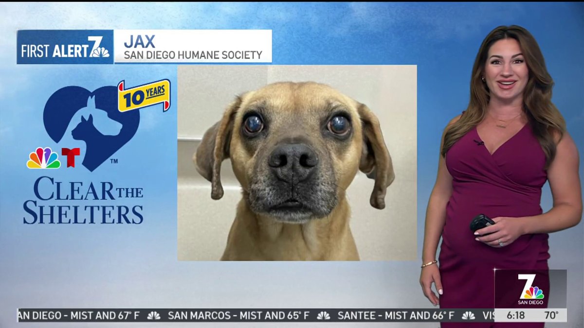 Clear the Shelters pet of the day, Thurs. Aug. 15th: Meet Jax – NBC 7 ...