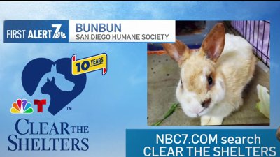 🐇 Clear the Shelters pet of the day, Tuesday, Aug. 20: Bunbun