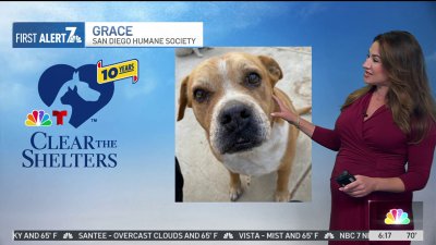 🐾 Clear the Shelters pet of the day, Wednesday, August 28: Grace