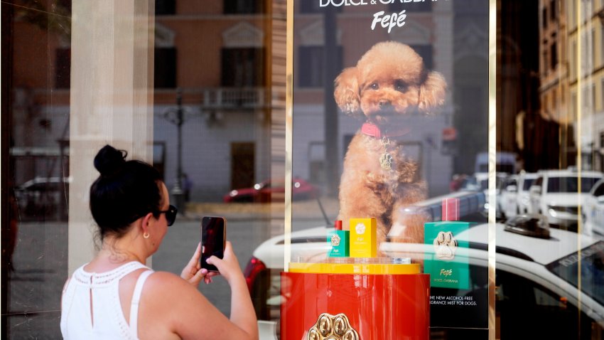 The new Dolce and Gabbana dog perfume called "Fefe"