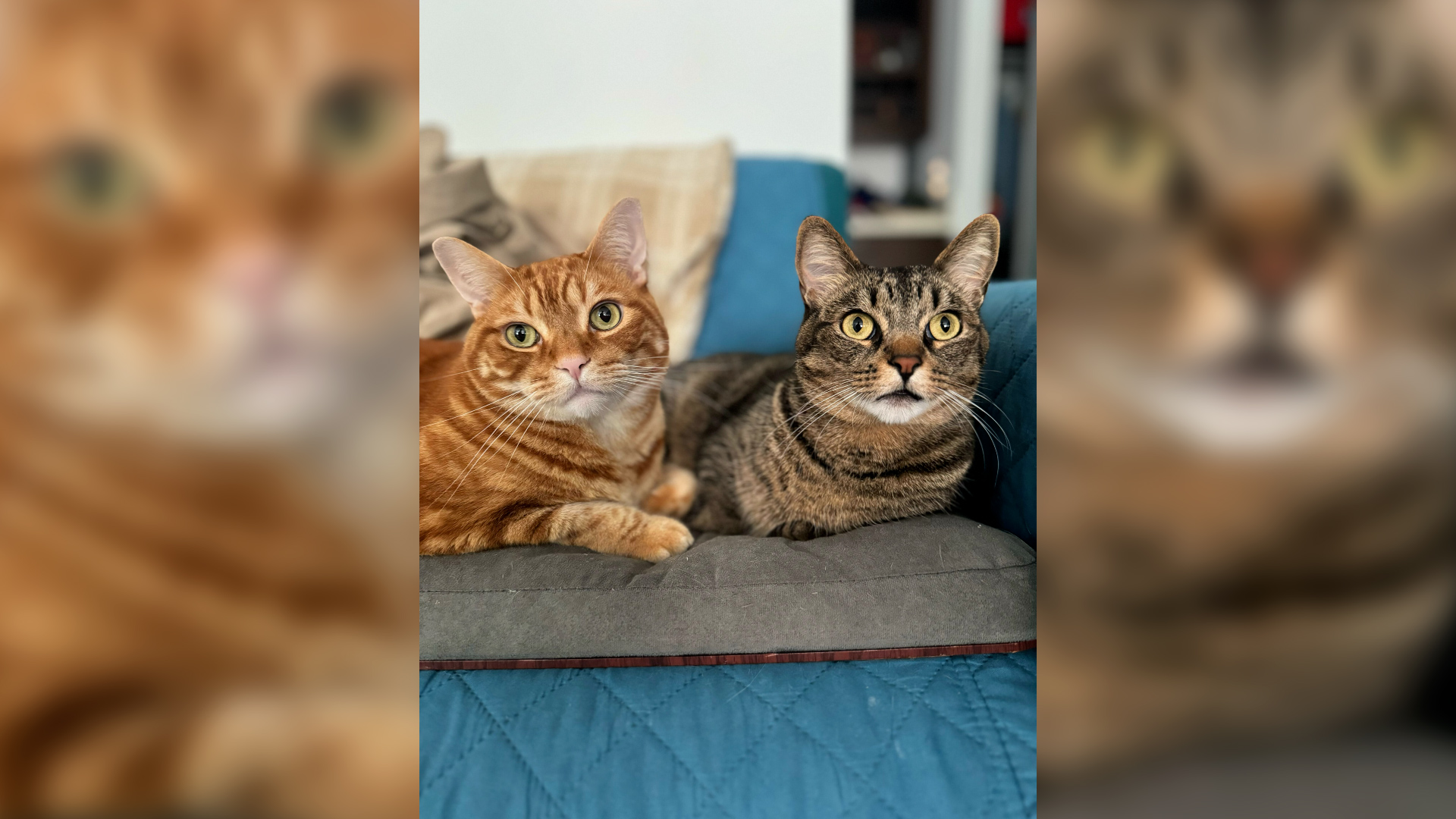 Meet Simba and Enano! These rescue cats belong to NBC 7 reporter and producer Adonis Albright. Simba is the orange tabby. He’s a playful and loveable boy that loves to eat. Enamo, the gray tabby, loves to cuddle and stand on his hind legs, just like a meerkat!