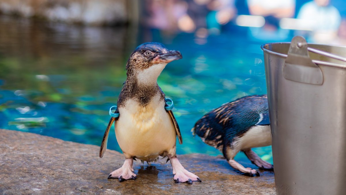 Birch Aquarium announces death of Azulito of the Little Blue Penguins