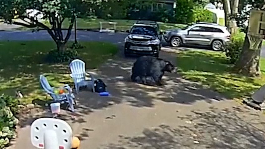 Bear wandering by neighborhood.