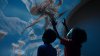 1st red octopuses raised in captivity now on display at Birch Aquarium