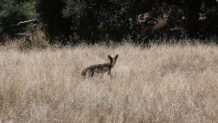 A coyote looks back at the San Diego Humane Society staff that raised it just after being released back into the wild. (San Diego Humane Society)