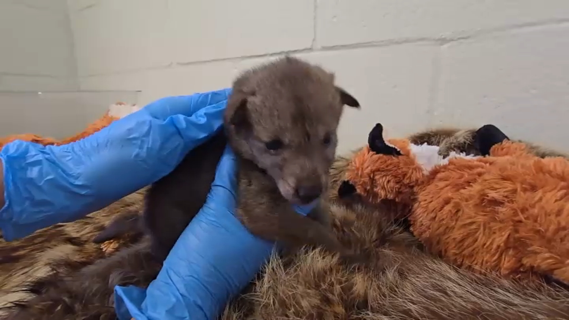 A baby coyote is burped after bottle-feeding at the San Diego Humane Society's Ramona Wildlife Center. (San Diego Humane Society)