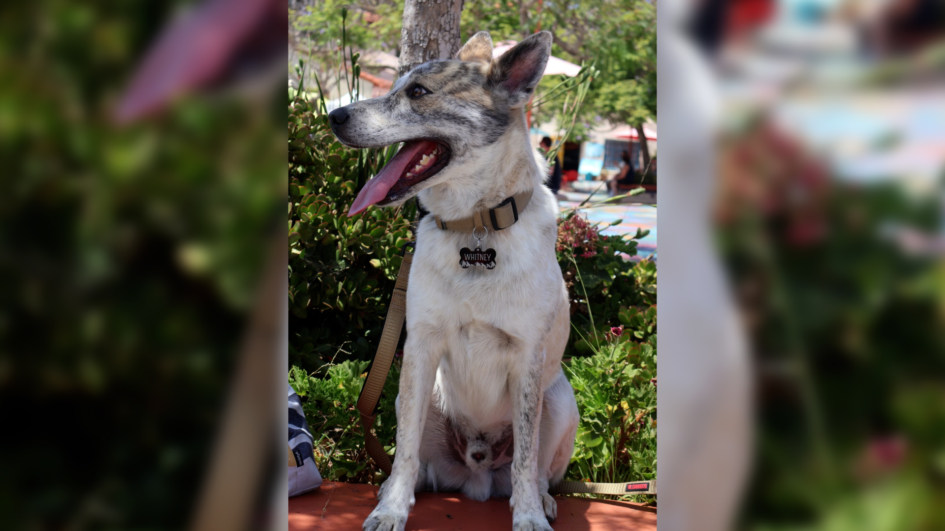 Whitney is such a good girl! This 2-year-old Australian cattle dog belongs to NBC 7 executive producer David Villasenor’s son. Whitney was adopted in March from an animal shelter in Bonita.