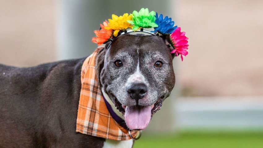 Nikki, #396930, is a 9-year-old pit bull