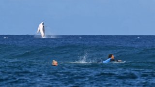 A whale breaches as Brazil’s Tatiana Weston-Webb and Costa Rica’s Brisa Hennessy (R) compete in the women’s surfing semifinals, during the Paris 2024 Olympic Games, in Teahupo’o, on the French Polynesian Island of Tahiti, on August 5, 2024.