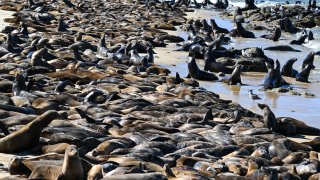 Hundreds of sea lions lay at the San Carlos Beach in Monterey, California, on August 20, 2024.