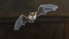 Wild bat found at San Diego Zoo Safari Park tests positive for rabies, county says