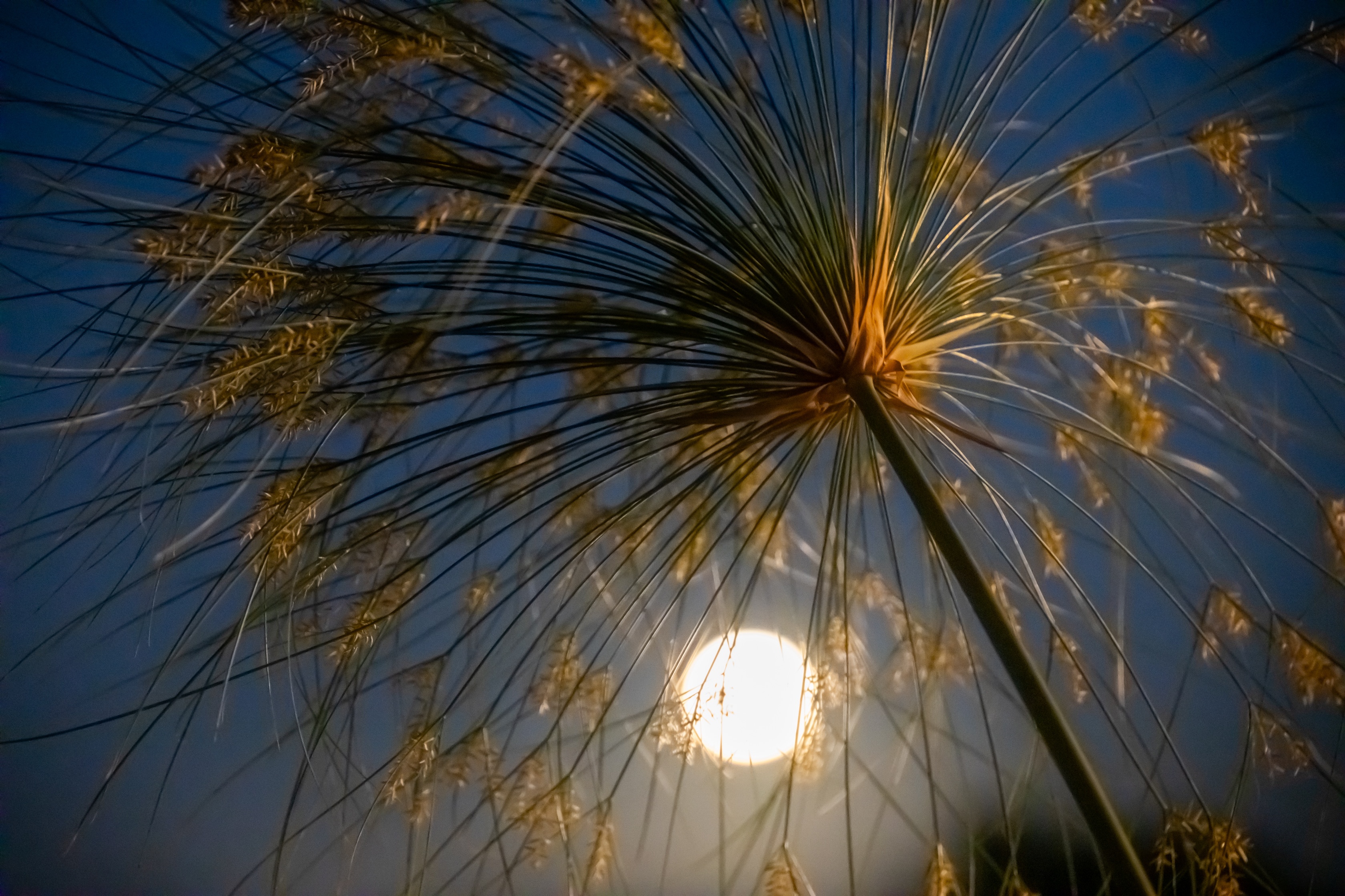 If you were a bug during the night of August's super blue moon, this is likely what you saw on Aug. 19, 2024. (Kim Decew)