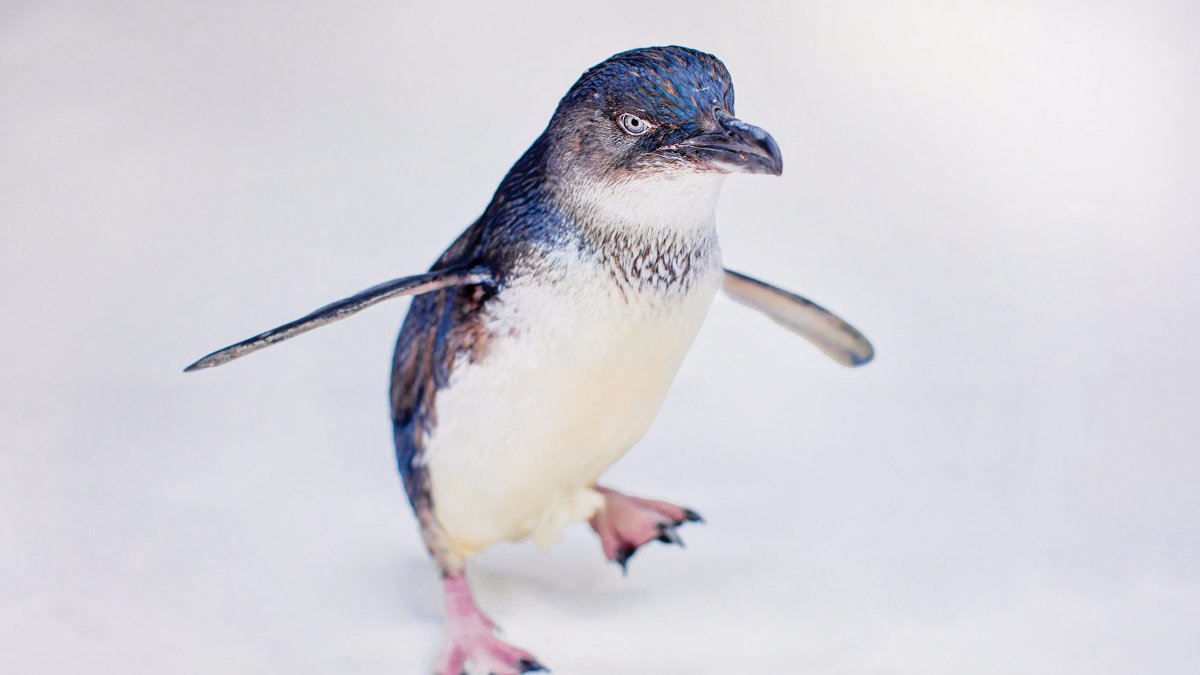 Birch Aquarium announces death of Azulito the Little Penguin – NBC 7 San Diego