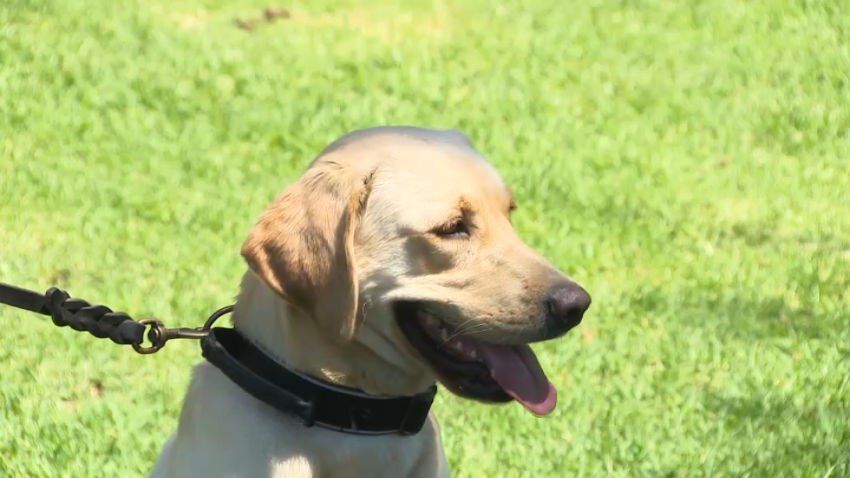 The department spokesman said the dogs will be available for service with law-enforcement agencies throughout San Diego County.