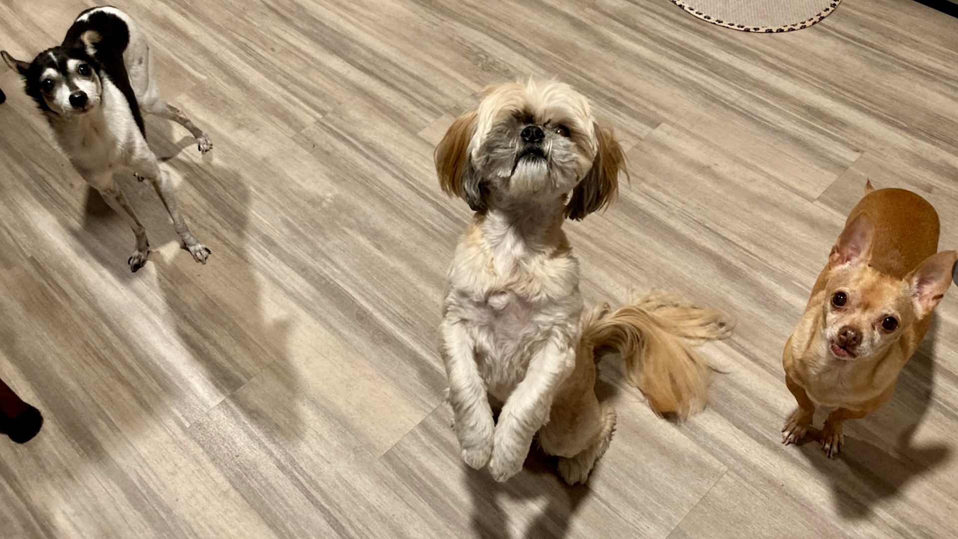 These three pups begging for treats belong to NBC 7 producer Maria Villanueva. The black and white chihuahua is Rascal, the Shih Tzu mix is Daisy (also known as Fwoof) and the brown chihuahua is Peanut. They were all adopted from rescue organizations in San Diego County.