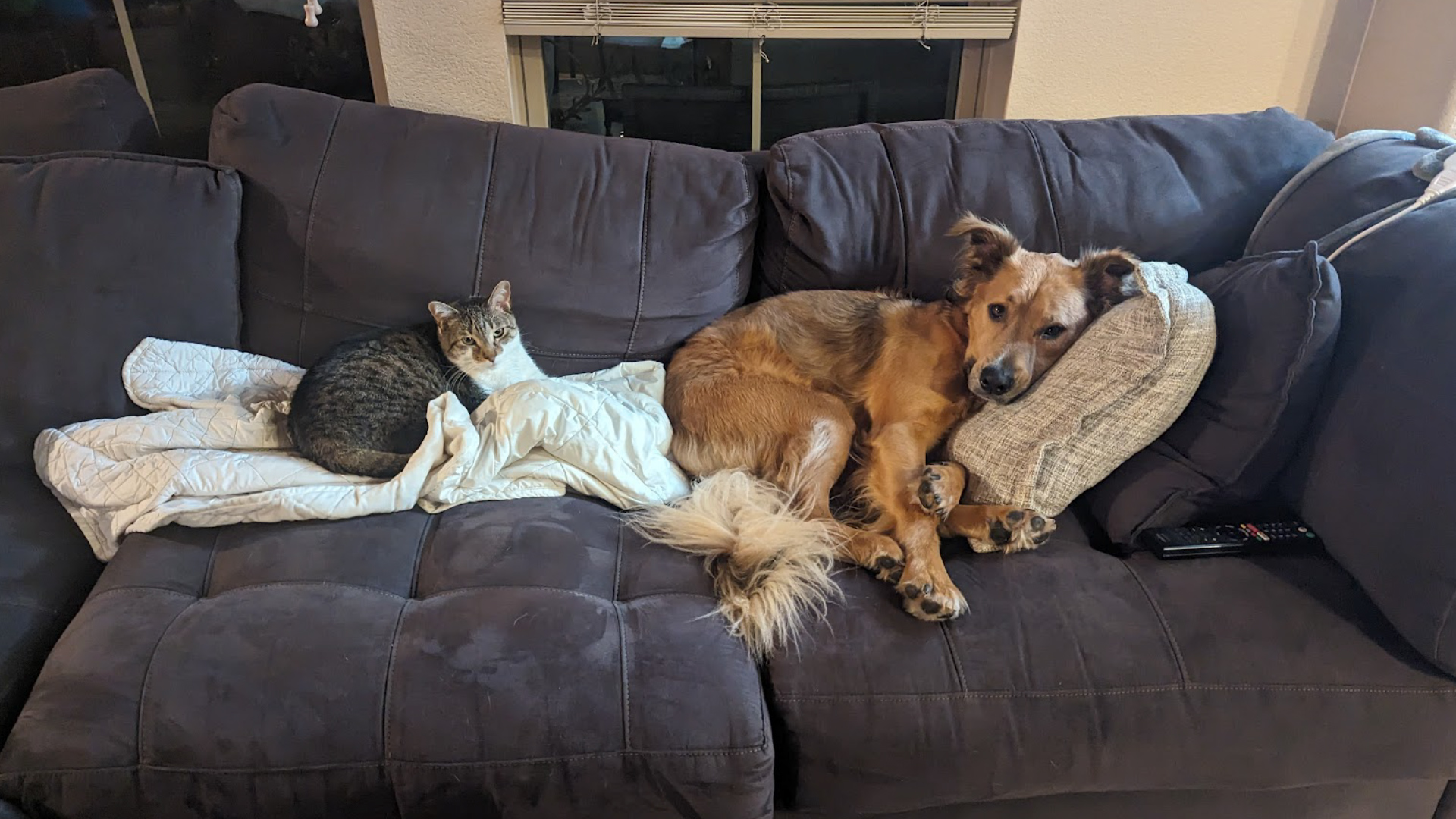 Say hello to Leeloo the cat and Barney the dog! These two rescues from Jacksonville, Florida, belong to NBC 7 Investigates’ producer Mike Dorfman.