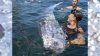 ‘Sea serpent' surprises snorkelers in La Jolla Cove