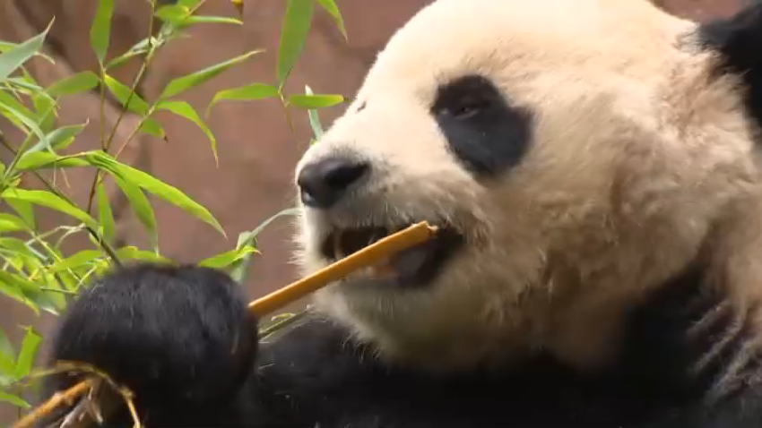 Return of giant pandas to San Diego brings hope for US-China diplomacy