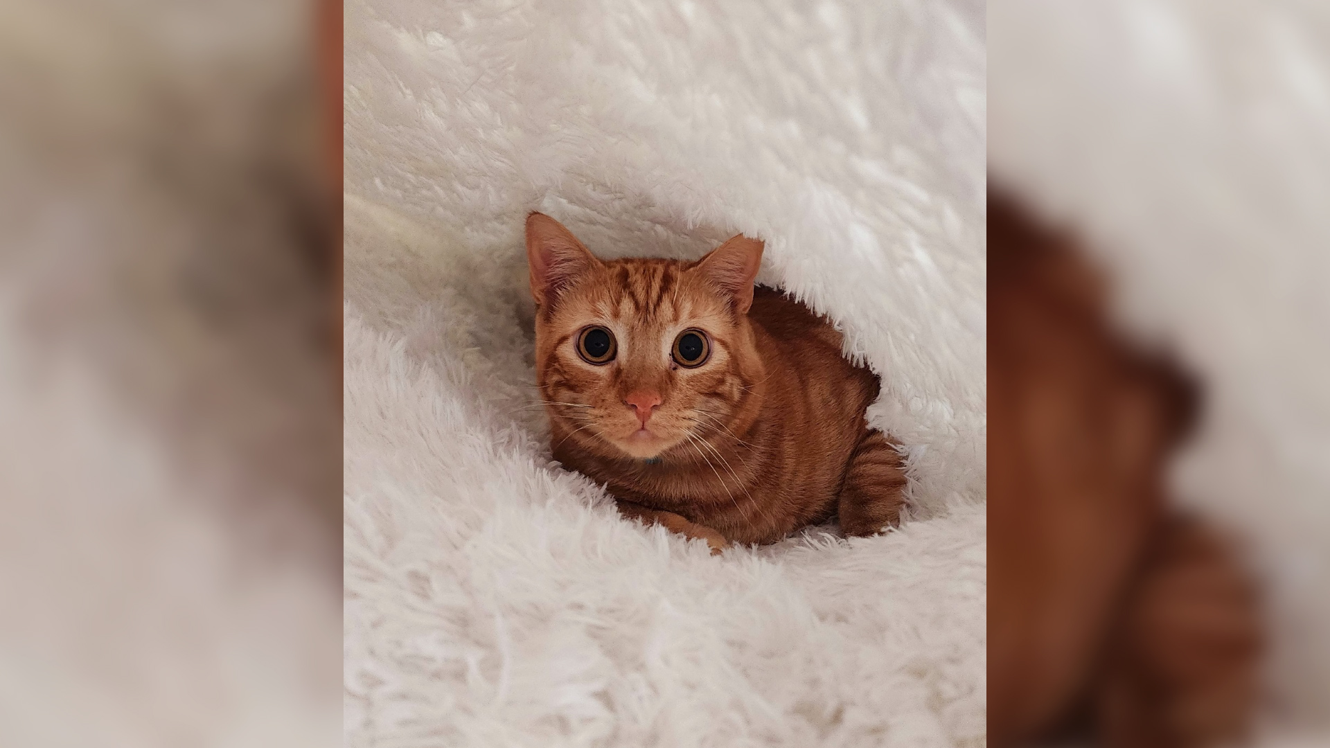 Cuteness overload! This is Benji — NBC 7 and Telemundo 20 production manager Ricardo Sandoval’s adorable orange cat. Benji, adopted from South Bay Cat Adoptions in Chula Vista, loves folding over the rug to make himself a tunnel.