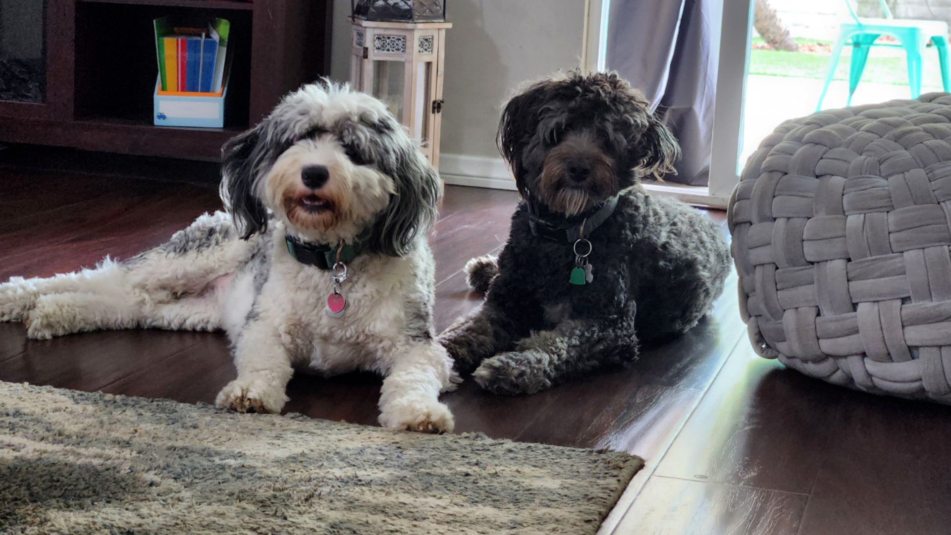 Put your paws together for AussieDoodles Dottie and Dutton. These cuties belong to managing editor Ruston Grau.