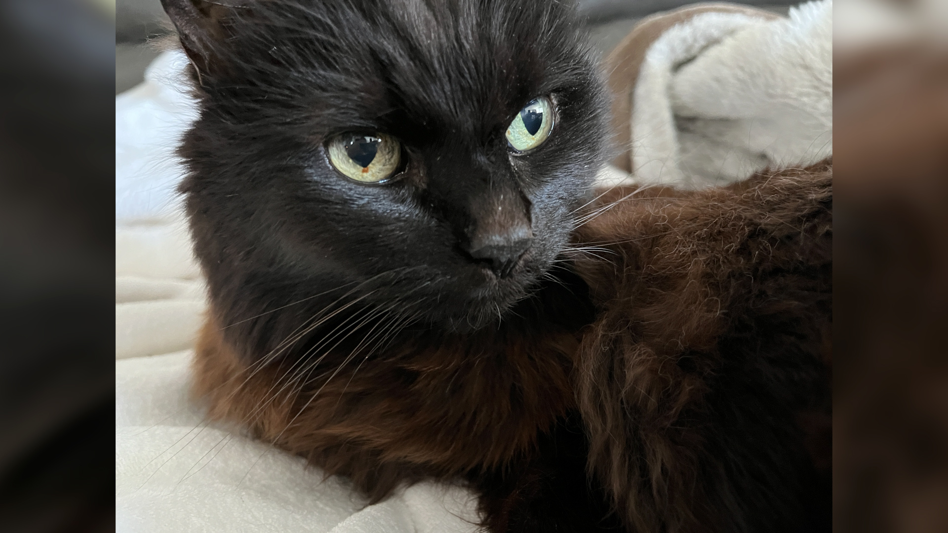 That is Bogart Humphrey Robinson. He’s 17. Let’s face it, he’s old. But he is still NBC 7 assistant news director Wendy Warren’s sweet little baby. He loves the sunbeam of San Diego and treats.