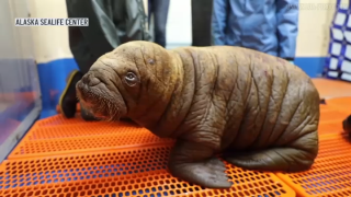 Is it possible the baby walrus will end up in San Diego? Higginbottom said it was possible but that "making sure she is in a place for her that's best" is what's most important.