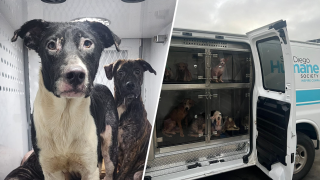 The San Diego Humane Society rescued nearly three dozen animals from a flooded home in San Ysidro.