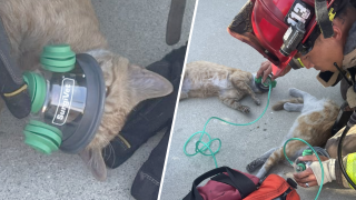 A firefighter prescribes oxygen therapy to two cats after they were found in poor condition following a house fire in Fallbrook on Aug. 6, 2024. (North County Fire Protection District)