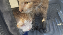 Two cats were rescued from a house fire that broke out in Fallbrook on Aug. 6, 2024. (North County Fire Protection District)