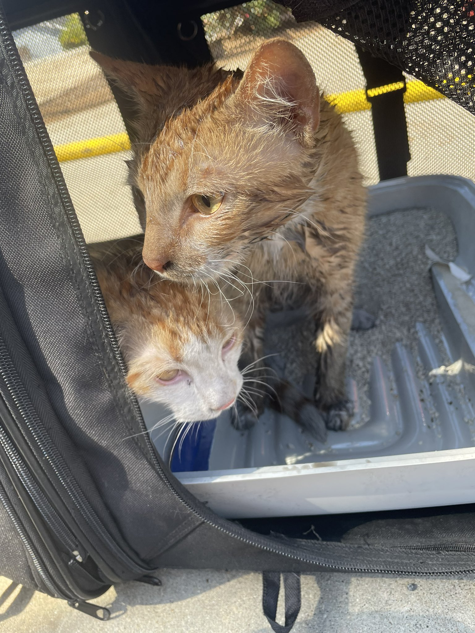 Two cats were rescued from a house fire that broke out in Fallbrook on Aug. 6, 2024. (North County Fire Protection District)