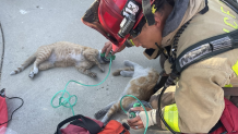 A firefighter prescribes oxygen therapy to two cats after they were found in poor condition following a house fire in Fallbrook on Aug. 6, 2024. (North County Fire Protection District)