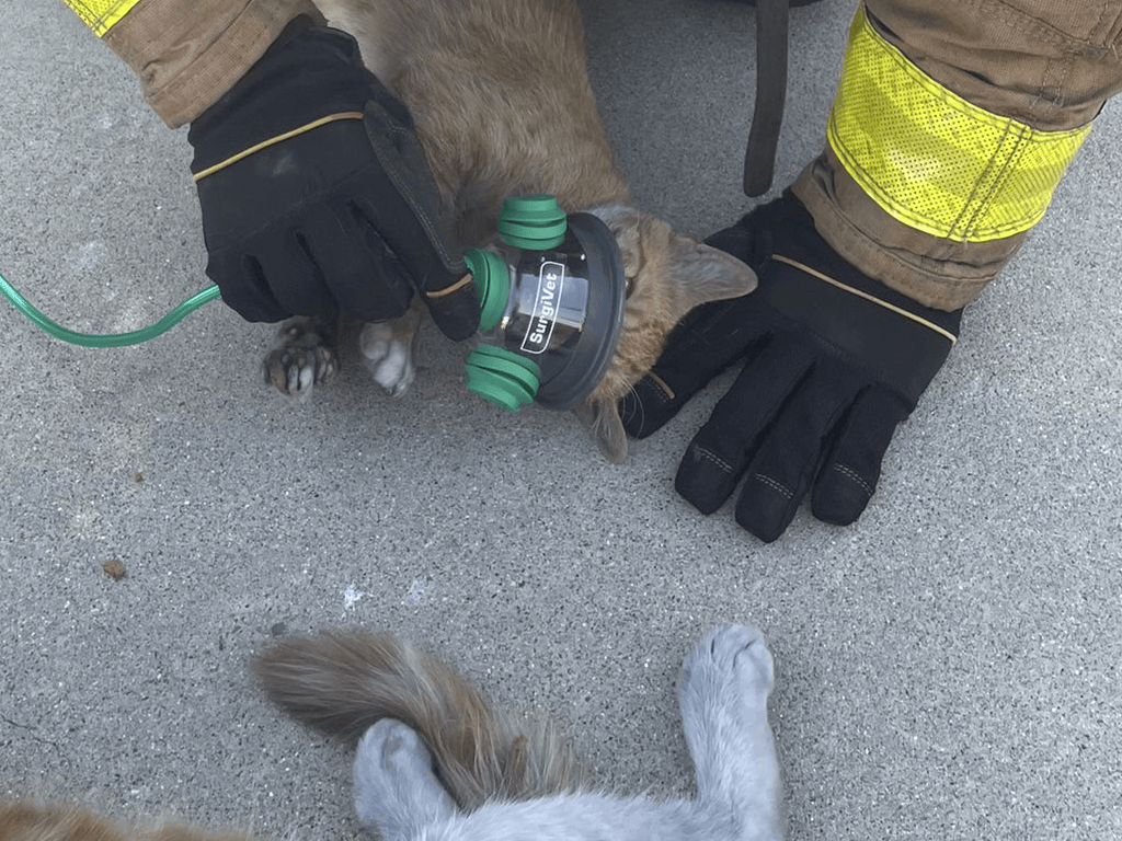 Fallbrook Fire Department PHOTOS: 2 cats rescued from Fallbrook house fire – NBC 7 San Diego