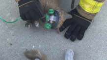 A firefighter gives oxygen therapy to a cat following a Fallbrook house fire on Aug. 6, 2024. (North County Fire Protection District)