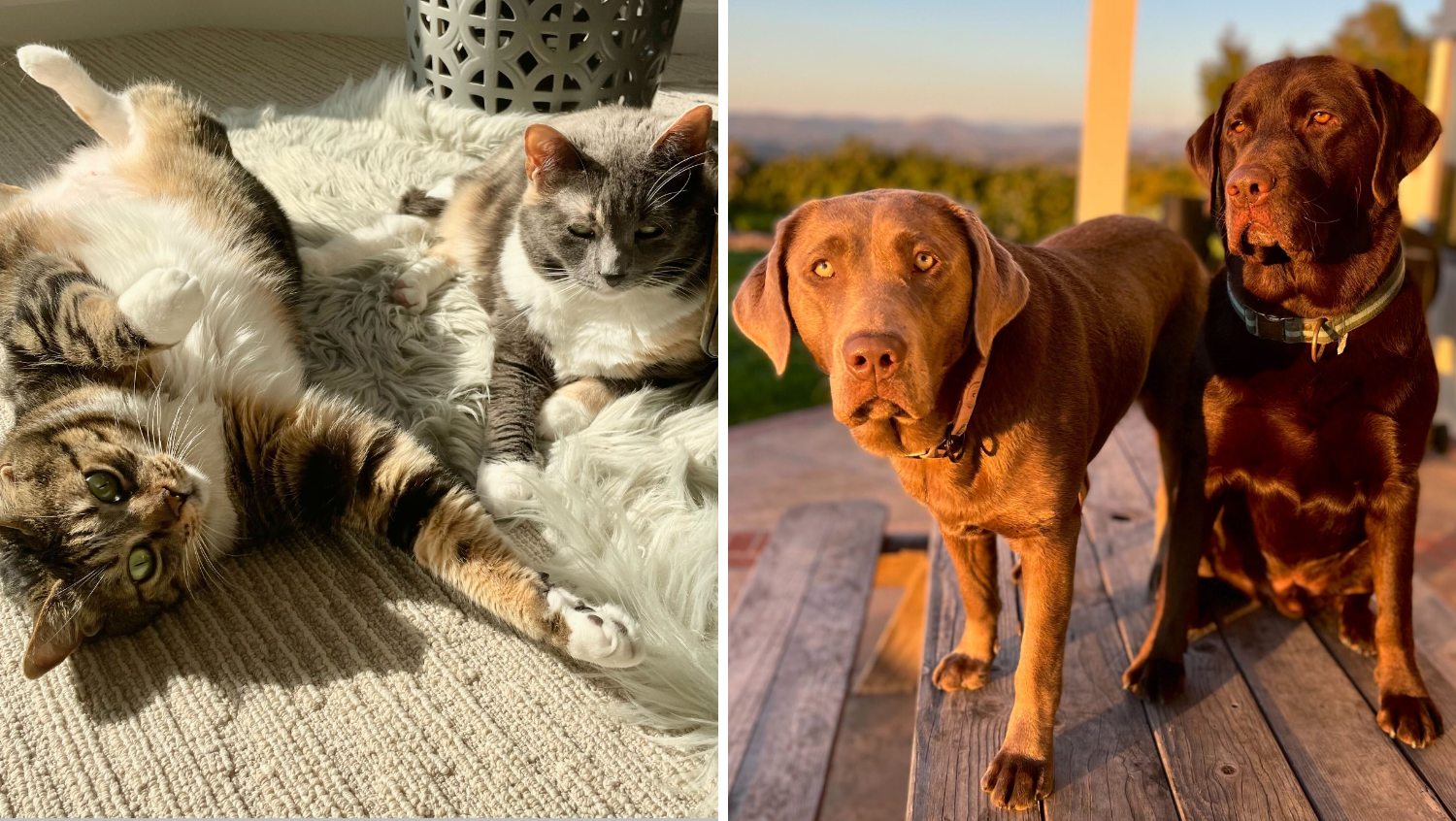 NBC 7 anchor Catherine Garcia strongly supports the “don’t shop, adopt” mindset. Her two cats, Olive and Lulu, were adopted from a local shelter. Catherine also has two adorable puppers — Charlie and Ponchkitties.