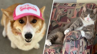 A corgi (left) and Spike the cat (right) may or may not be calendar entries