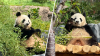 Panda-monium: You can now see the pandas at the San Diego Zoo. Here's how