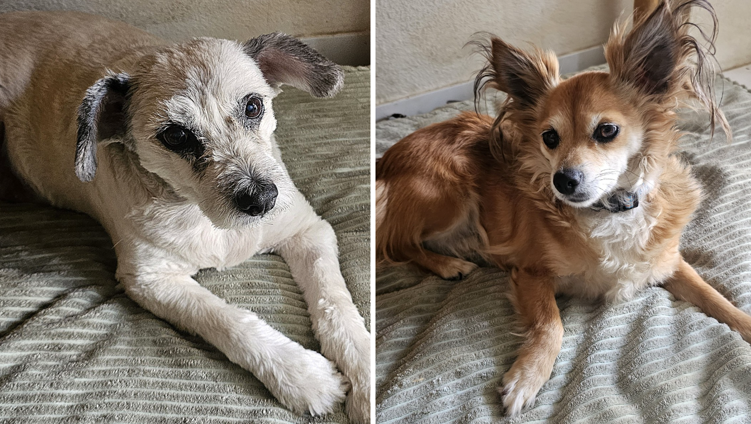 These two doggies belong to Telemundo 20 digital media producer Rafael Colorado! He adopted Lucky (left) after finding him in a dumpster when he was just a puppy. Rafael has been with him for 15 years. Zorrita (right) has been Rafael’s companion for two years. She was found on the road after a vehicle came close to hitting her. Zorrita means little fox in Spanish.