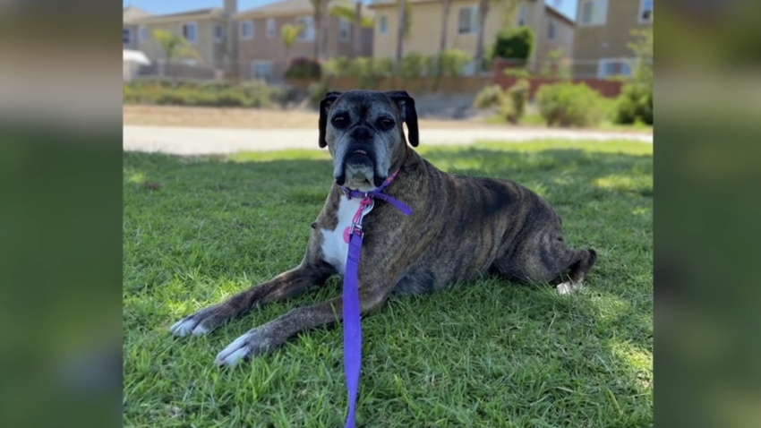 A photo of Kona, the dog that died after a bee swarm attack in Lemon Grove.