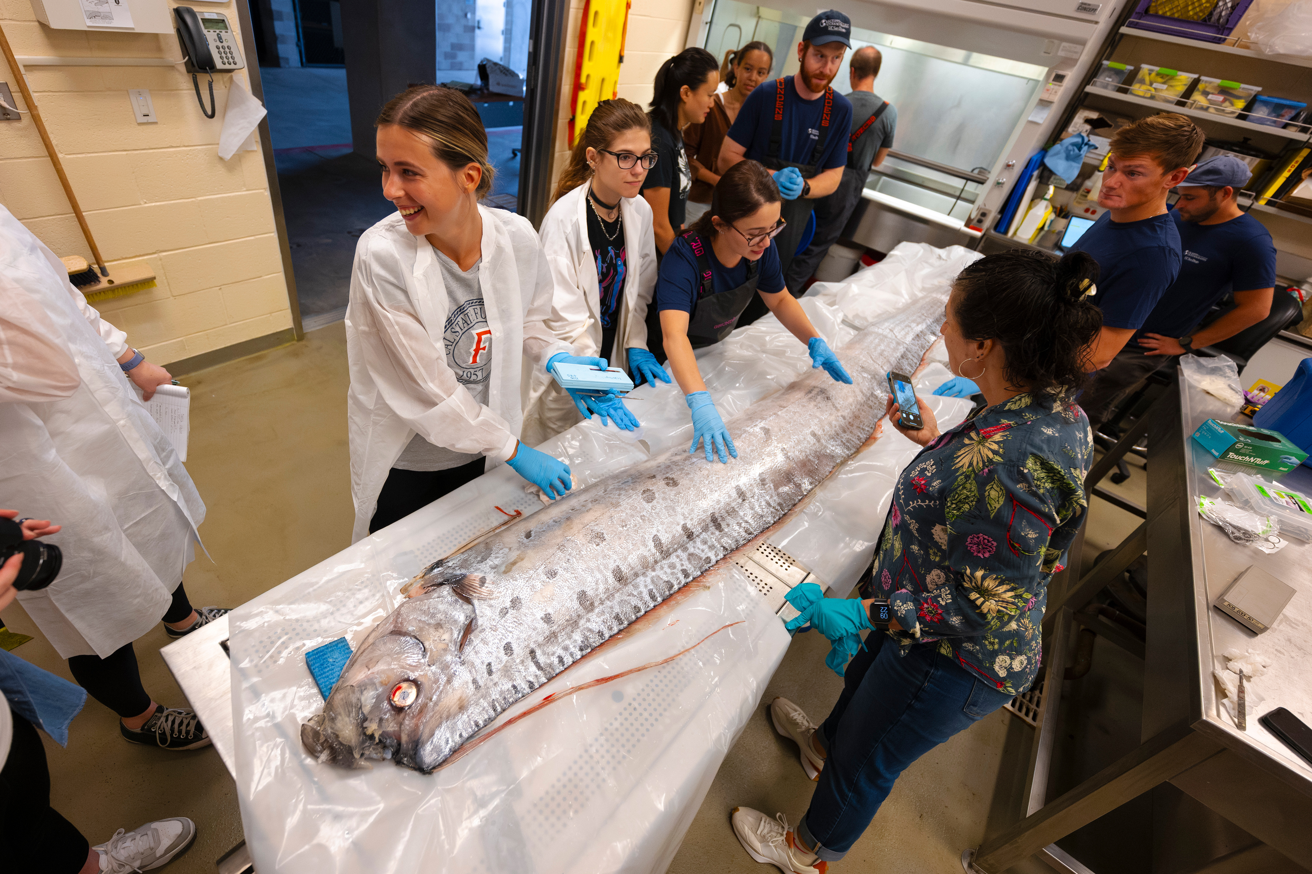 A necropsy of a rare short-crested oarfish (Regalecus russellii) was completed on Aug. 16 at NOAA Southwest Fisheries Science Center by a team of of scientists from from UC San Diego’s Scripps Institution of Oceanography, California State University Fullerton, and NOAA Fisheries. The rare fish had washed to ocean surface in La Jolla Cove on Aug. 10.