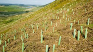 Tree planting to absorb C02 emissions, Geltsdale, Cumbria, UK.